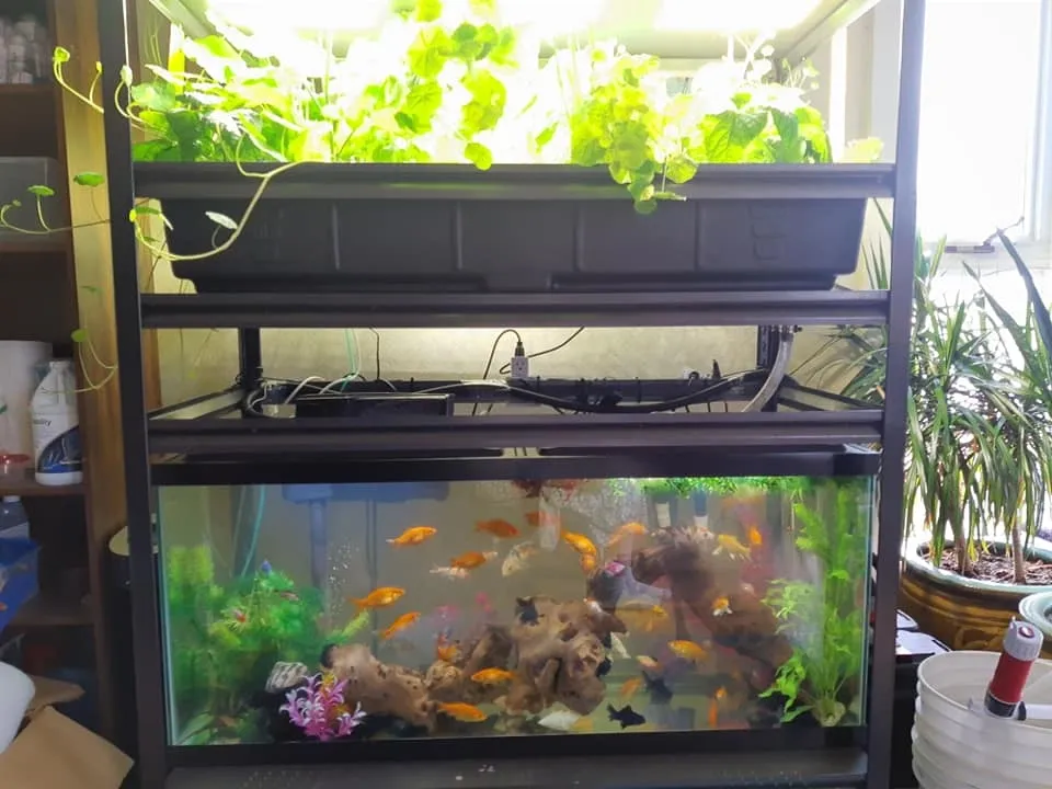 5 Things to Consider if You’re Thinking about Aquaponics