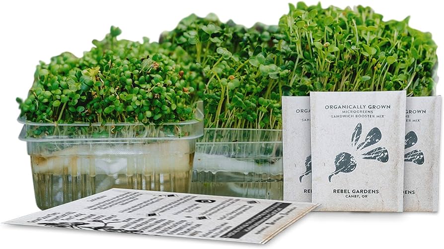 Microgreen gardening kit for classrooms.