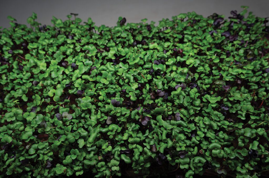 microgreen radishes