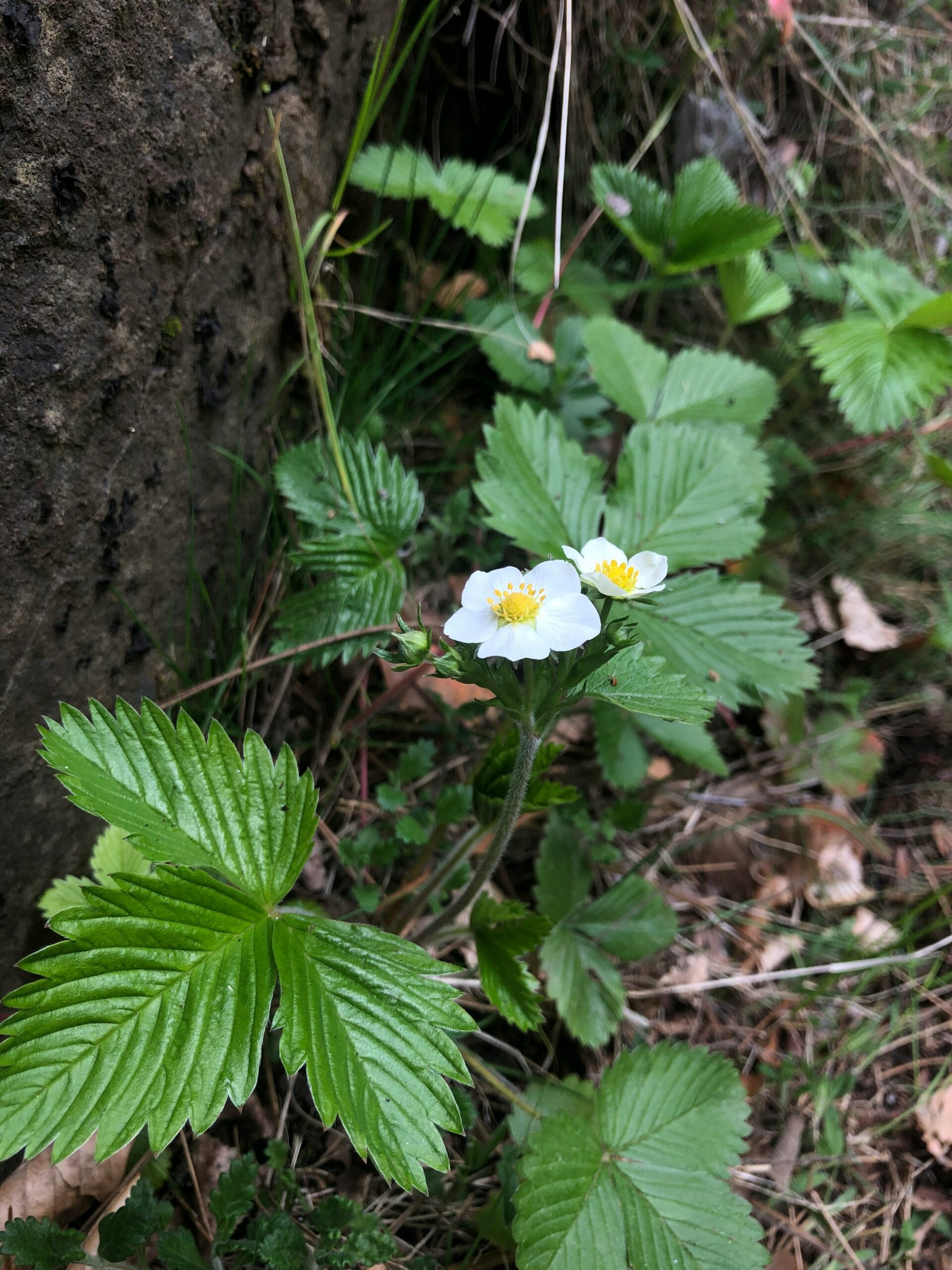 French Edition: Grade 7 Land-Based Learning – Digital Unit Plan